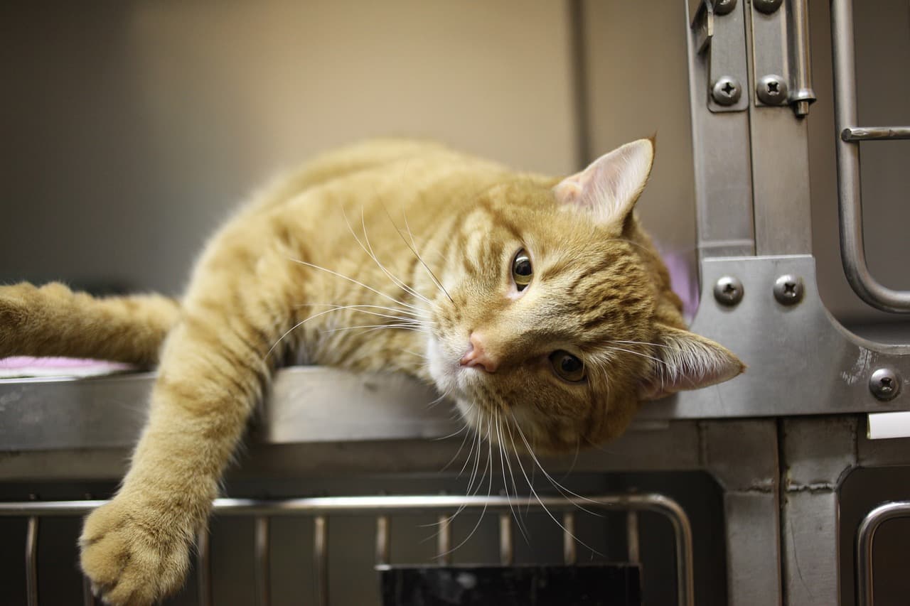 Médecine vétérinaire pour animaux de compagnie