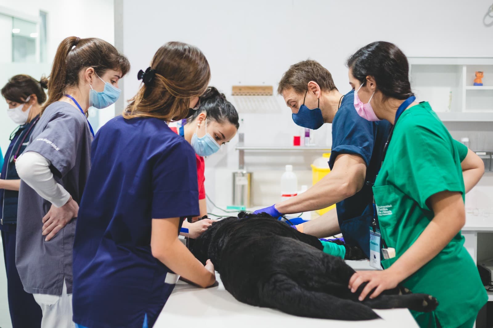 Groupe d'étudiants en opération de médecine vétérinaire