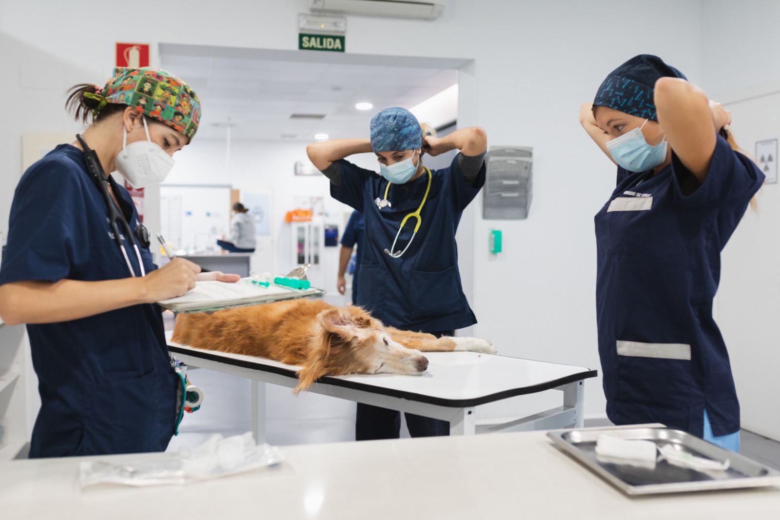 Groupe d'étudiants en opération de médecine vétérinaire